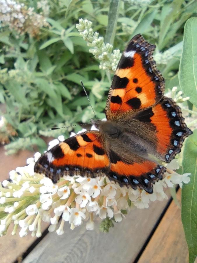 Ruegenzeit *
